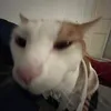 thecatstares