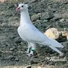 harun_tekinalp7