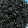 amiir_naaji__11