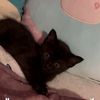 gizmothekitten_