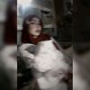 sollaarafa