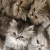 purrsofpersian