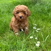 toypoodle_noe