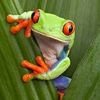 thetreefrog92