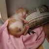 _viecutii2_