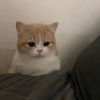 catlucky_meow