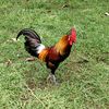 lamanpikat