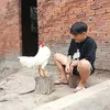 tambaoke1987