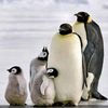 ishak_7274