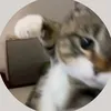 mirko