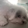 bapngocxit