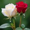 white.flower032