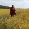 uannypang