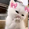 __tasnim__01_51