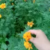 chng.sau