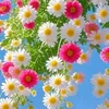 azahmed8579