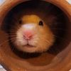 creamy_the_hamster_