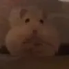 hamsterlord22