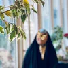 aseel_k313