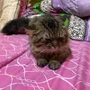 loren_simba