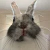 bunnytromp