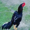 gilberto.siqueira28