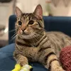 Sparrowkittycat