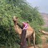 hadhramout.cub