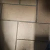 disgino