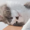 yojeea