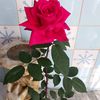 user25943319043710