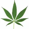 cannabisplanten