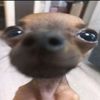 callifornia_roll