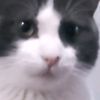 karelyykiutt