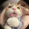 plumpfeline