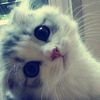 upiadluww