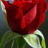 asif.www08