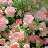 donnut_57