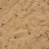 wsants7