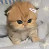 thawohi