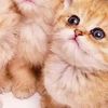 user4415241070756