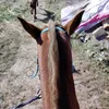 horse_riding_edits.12