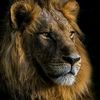 hamed_ivoirien
