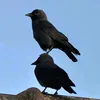 crow25uu