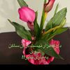 user8614219491839zs