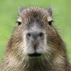 capybara_239