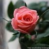 nouraboumaiza5