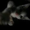 kiss_ii_miss