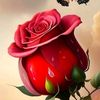 jadid504