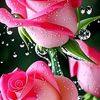 user6051417041545
